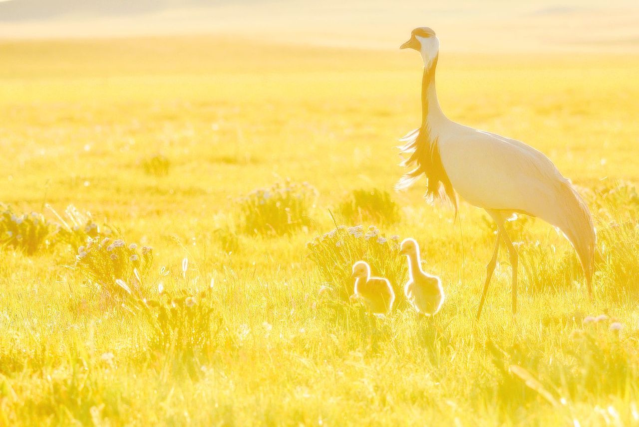 巴彦查干草原蓑羽巴彦查干草原蓑羽鹤鹤
