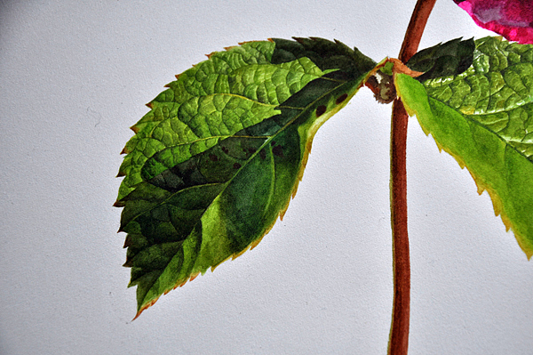 紫蔷薇（图ZNDQ2MTY0ODg=） - 绘画 - 站酷设计师木卮--_--原创素材 - 站酷ZCOOL