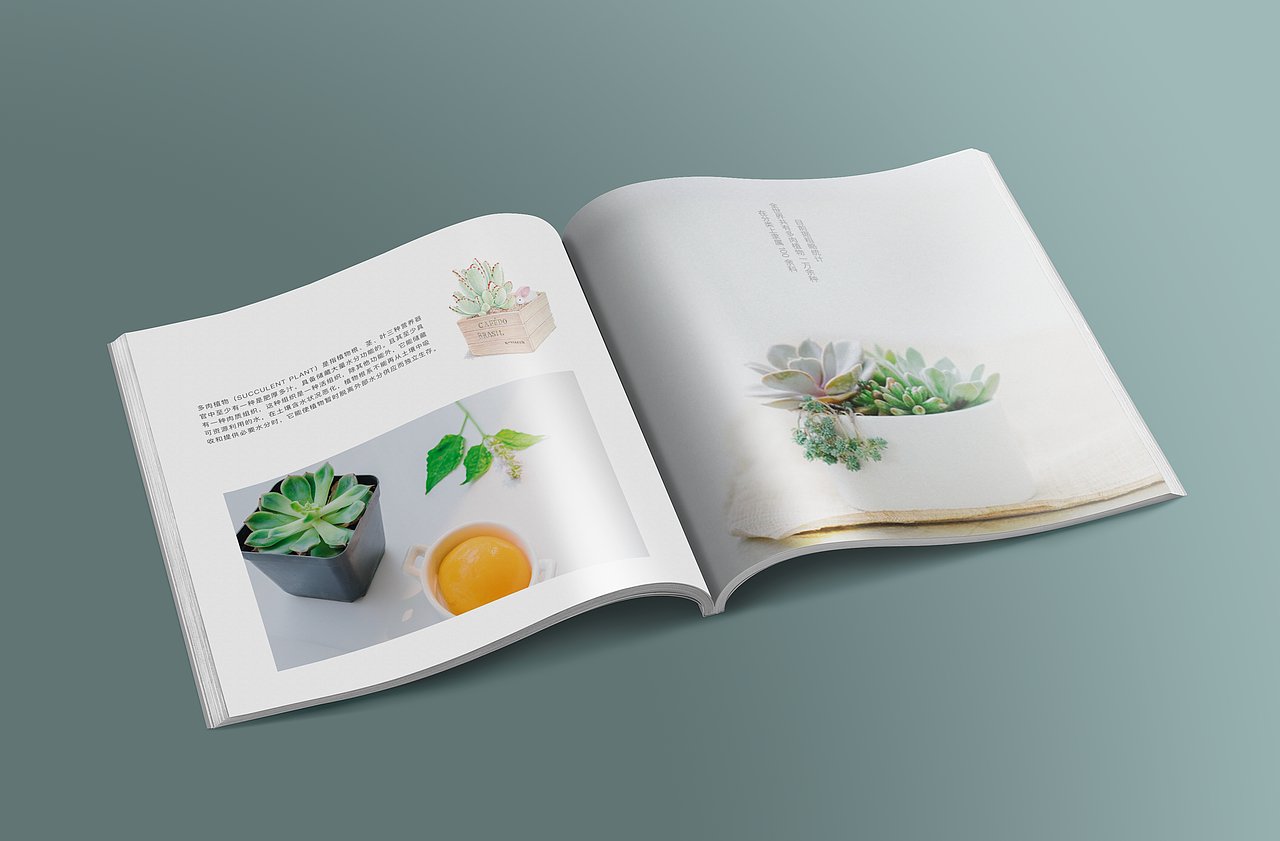 多肉植物画册