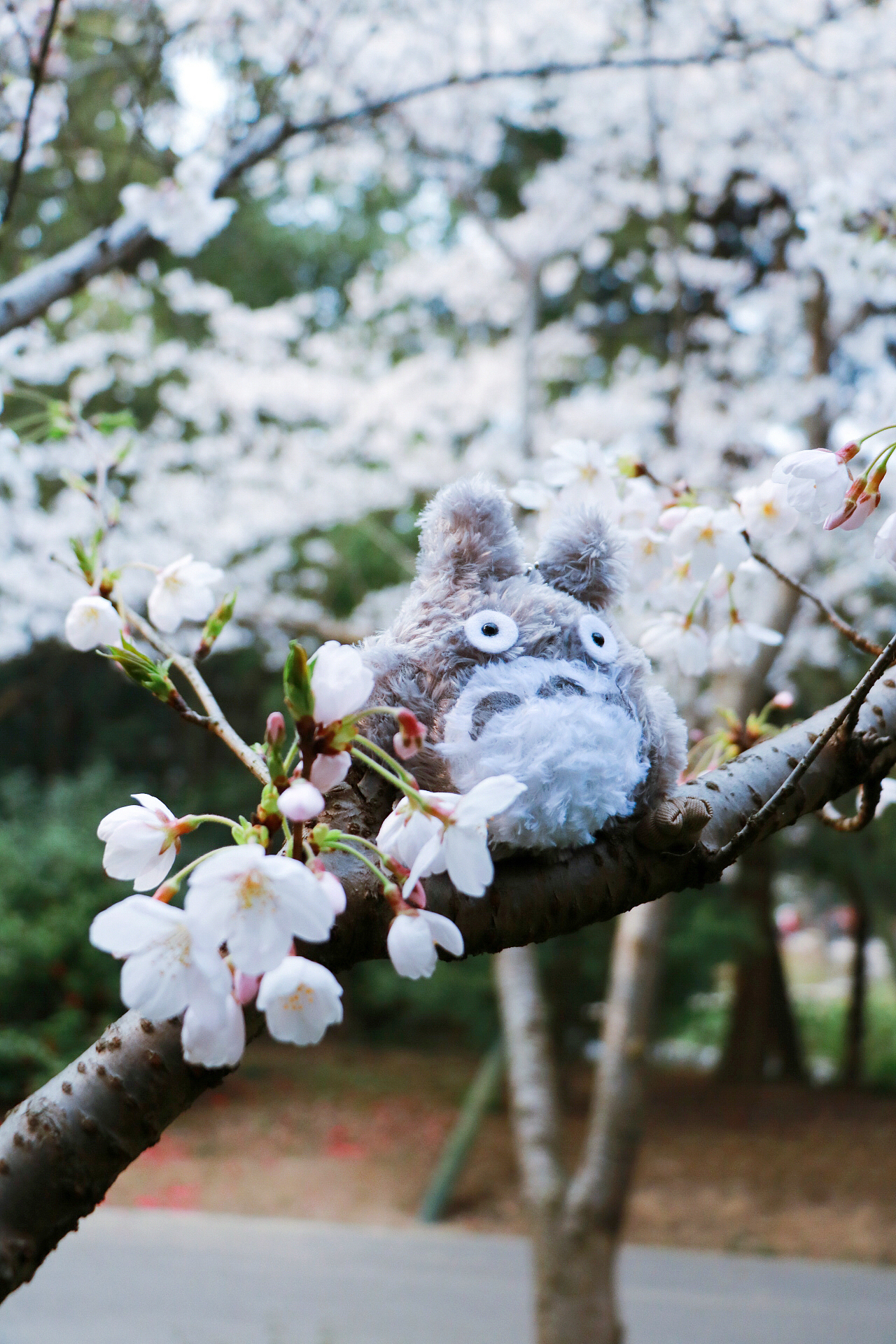 鼋头渚樱花季（图ZMTE1MzEwNTA0） - 风光摄影 - 站酷设计师糖森娶经原创素材 - 站酷ZCOOL