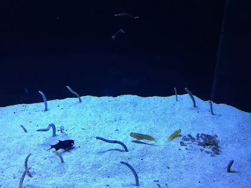帮帮快修的水族馆之旅