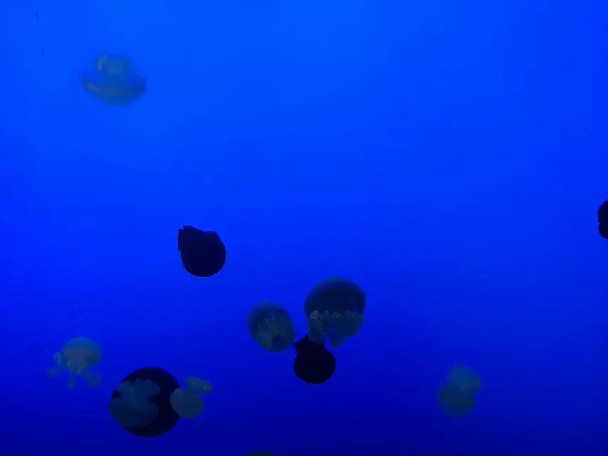 帮帮快修的水族馆之旅