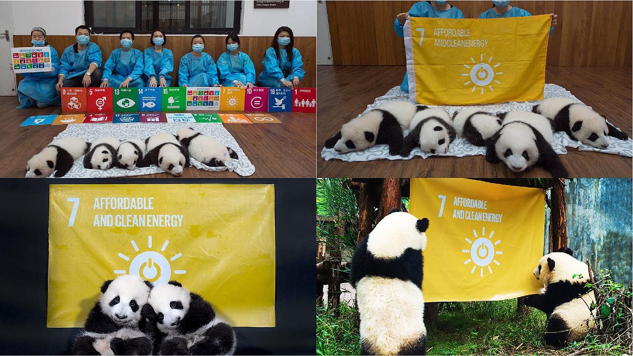 联合国 X 正沃 联合国首届动物动物大使（吉祥物）设计（图ZMTM1NTk5Mzcy） - IP形象 - 站酷设计师郑金ZEVRE原创素材 - 站酷ZCOOL