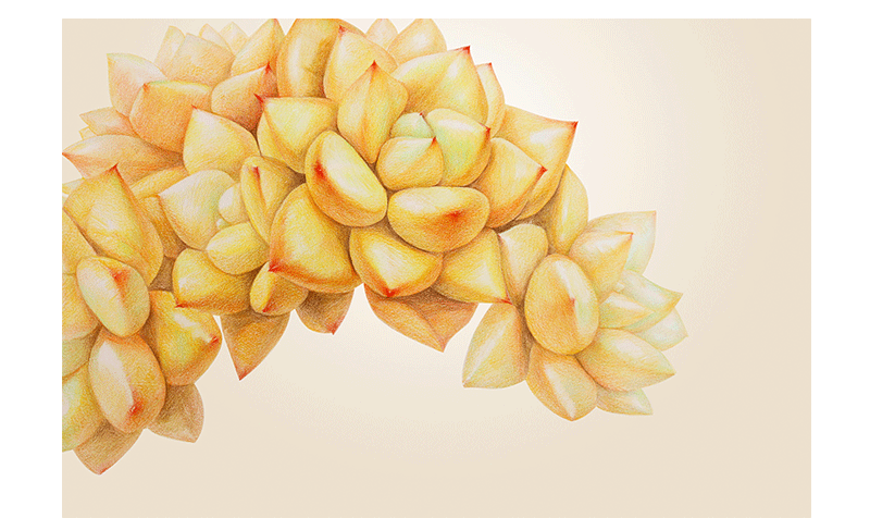 鸩山原创——多肉植物手绘合集上（图ZMTcwOTIyMjY4） - 商业插画 - 站酷设计师鸩山原创素材 - 站酷ZCOOL