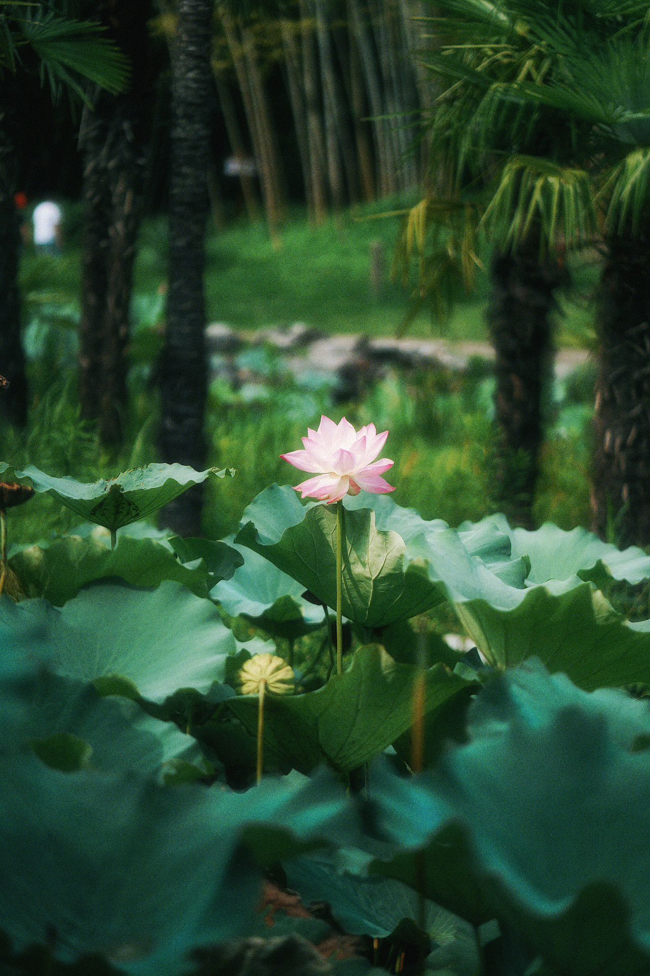 所谓伊人 田田初出水（图ZMzExNTU0MTAw） - 人像摄影 - 站酷设计师生命三文鱼原创素材 - 站酷ZCOOL