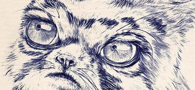 圆珠笔画猫科动物（图ZNDY4NTY1OTY=） - 艺术插画 - 站酷设计师BIUBIU已经被注册原创素材 - 站酷ZCOOL