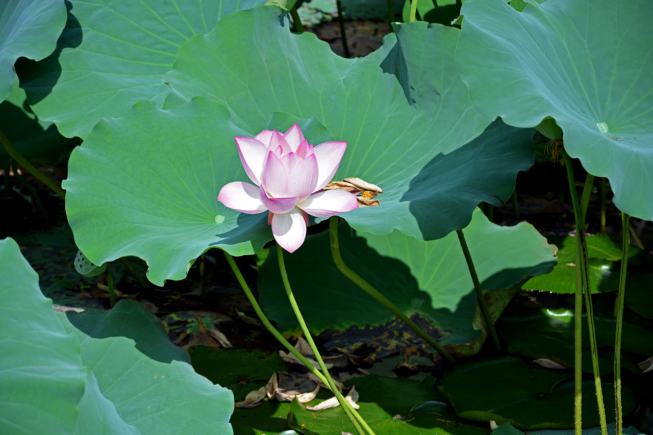 清凉一夏·水荷争艳