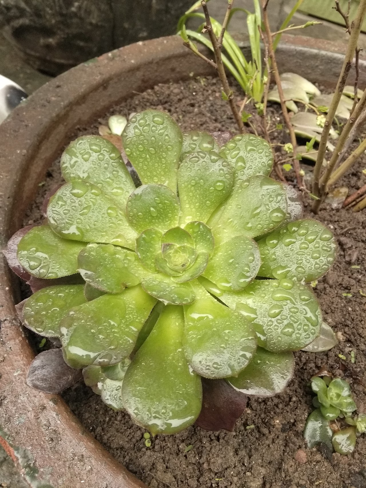 雨后的花开,肉嘟嘟肉嘟嘟