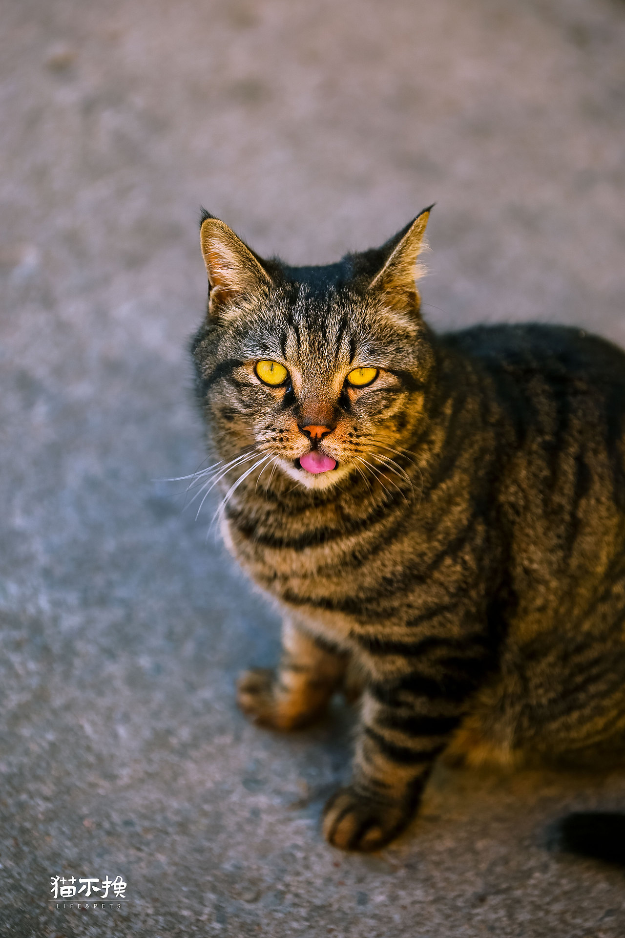 山猫日记20210613