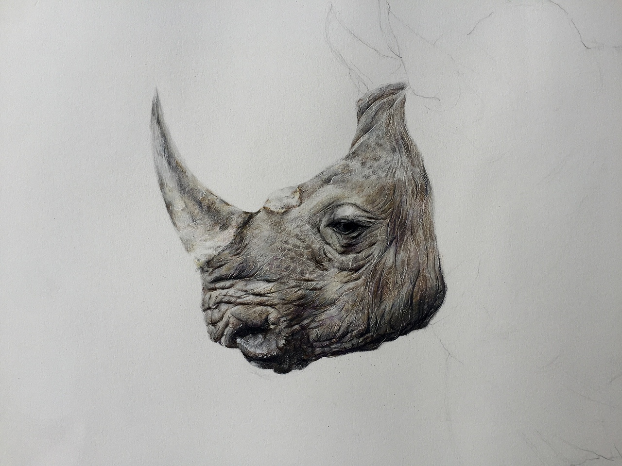 写实彩铅画『犀牛』（图ZMTM1NjAyNTY0） - 绘画 - 站酷设计师一兮手绘原创素材 - 站酷ZCOOL