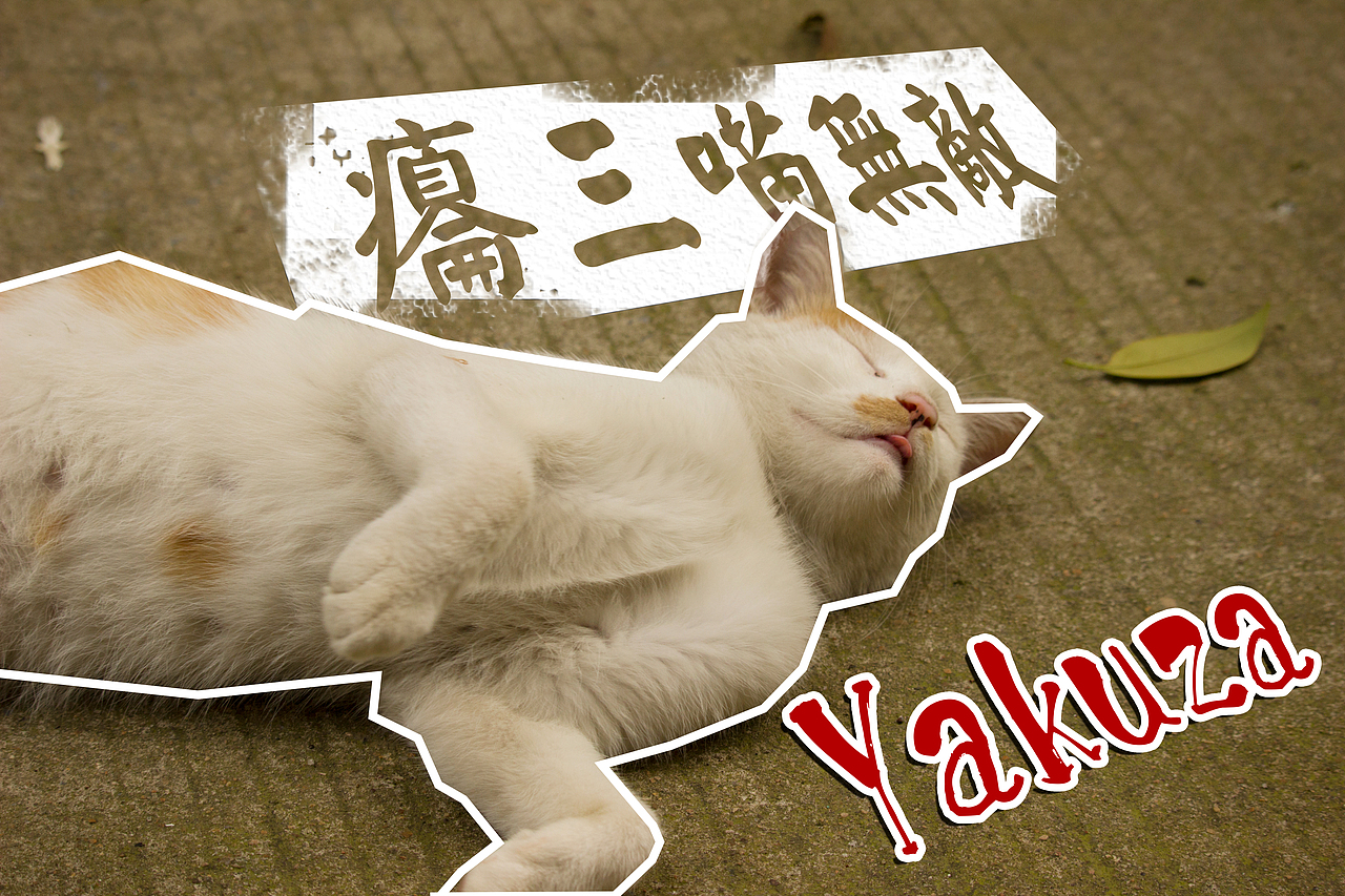 喵的公寓处分通告（图ZMzMwNDg3MDg=） - 宠物摄影 - 站酷设计师HAOHAO设计原创素材 - 站酷ZCOOL