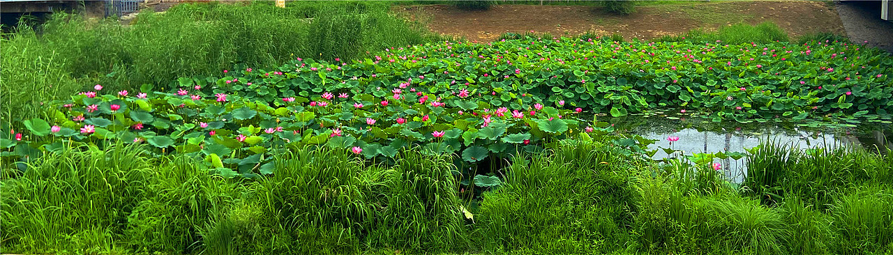 刘勇良手机纪实摄影：夏日荷塘（图ZMjE1MTEwMDMy） - 人文/纪实摄影 - 站酷设计师刘勇良意创书设原创素材 - 站酷ZCOOL