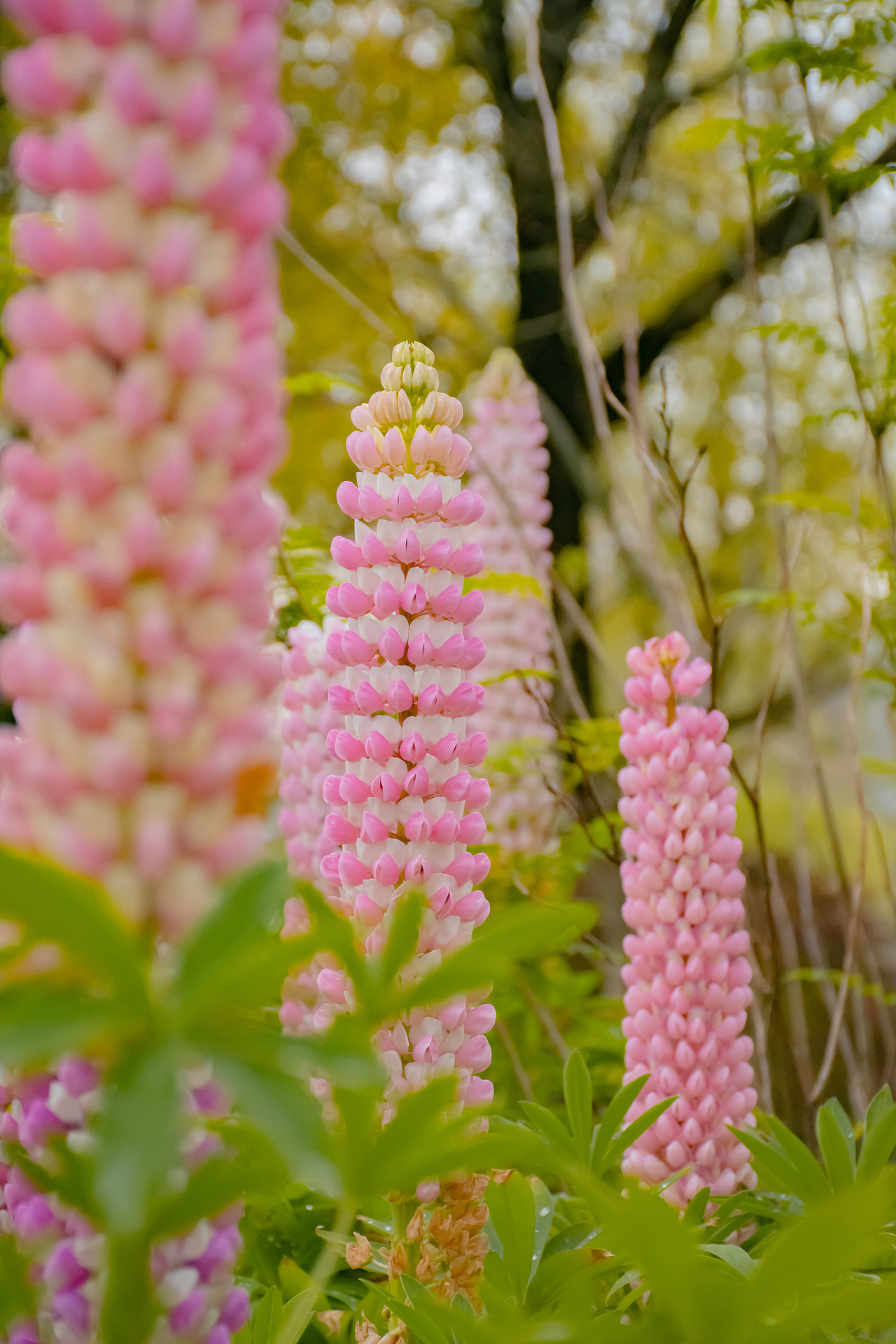 疫情下的植物园
