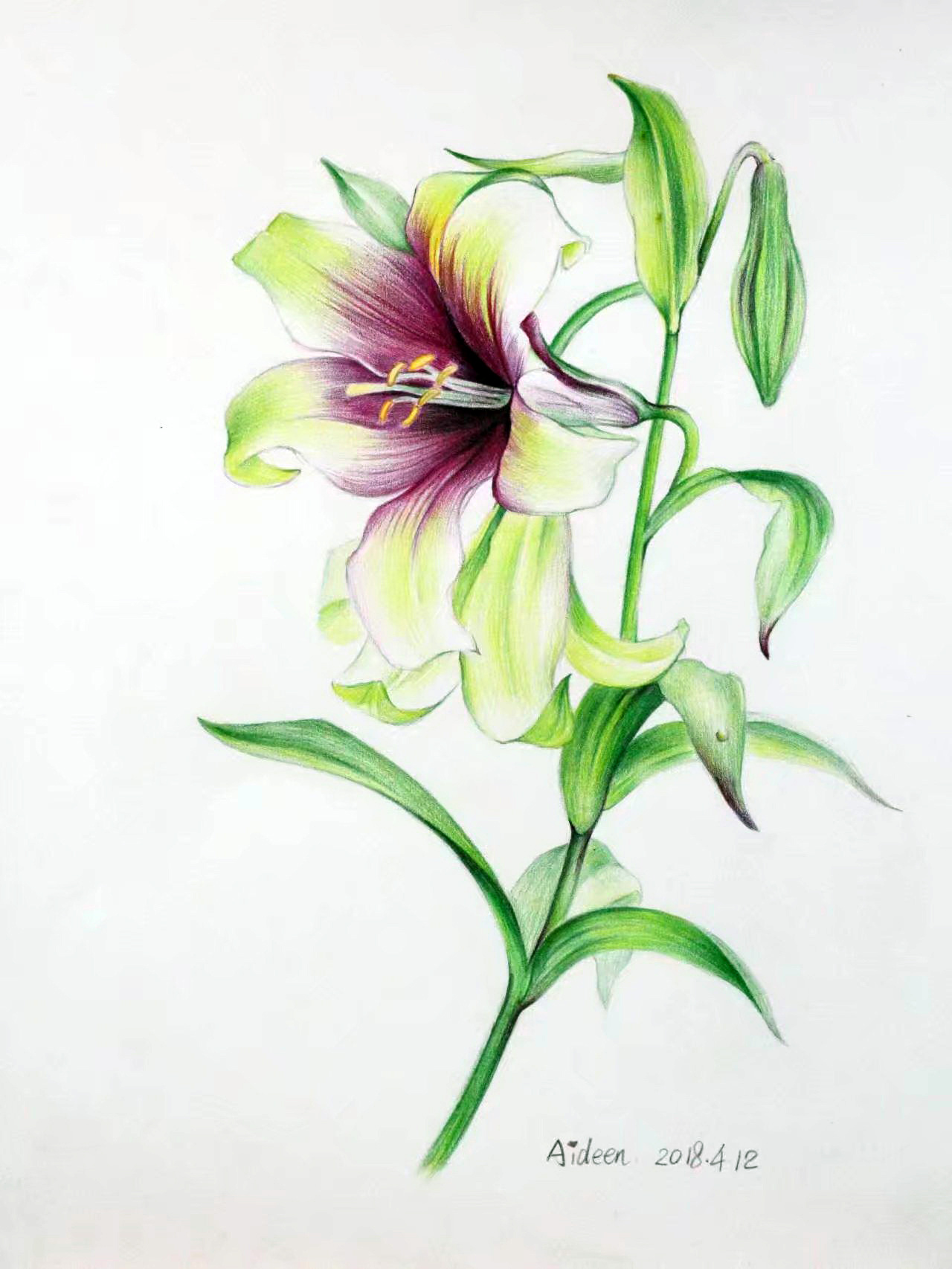 线描植物|纯艺术|钢笔画|十月妖妖 - 原创作品 - 站酷 (ZCOOL)