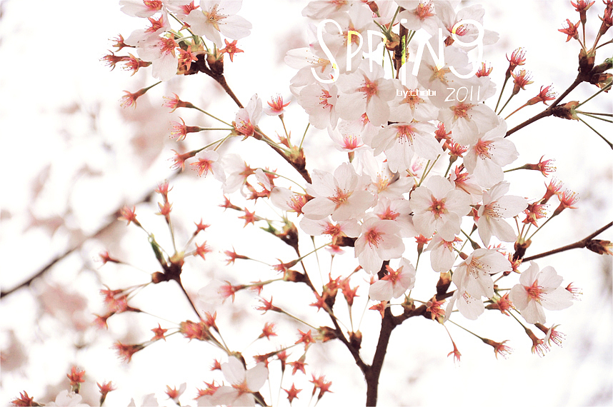 春天的随便乱照（图ZMjk5MjUwNA==） - 风光摄影 - 站酷设计师chobi原创素材 - 站酷ZCOOL