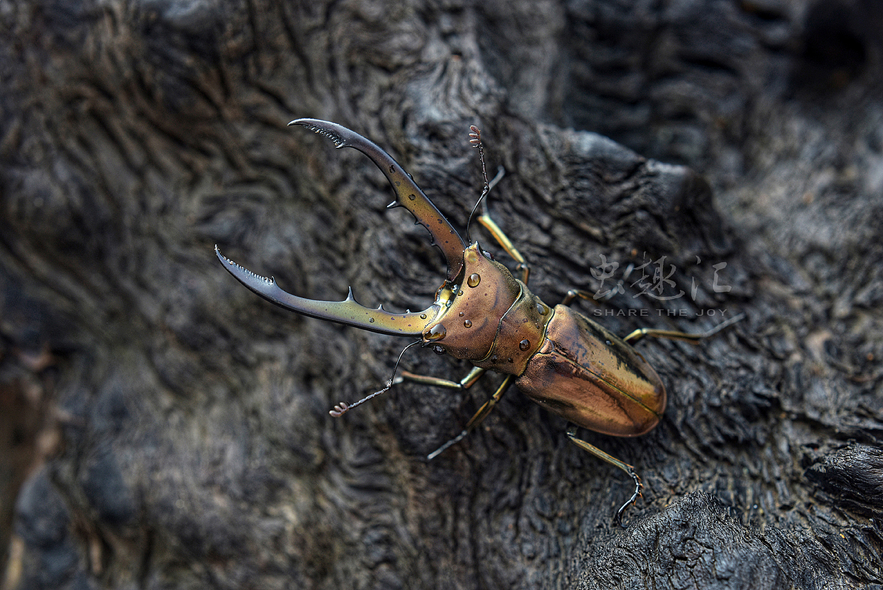 美它利佛细身赤锹甲2019人工培育