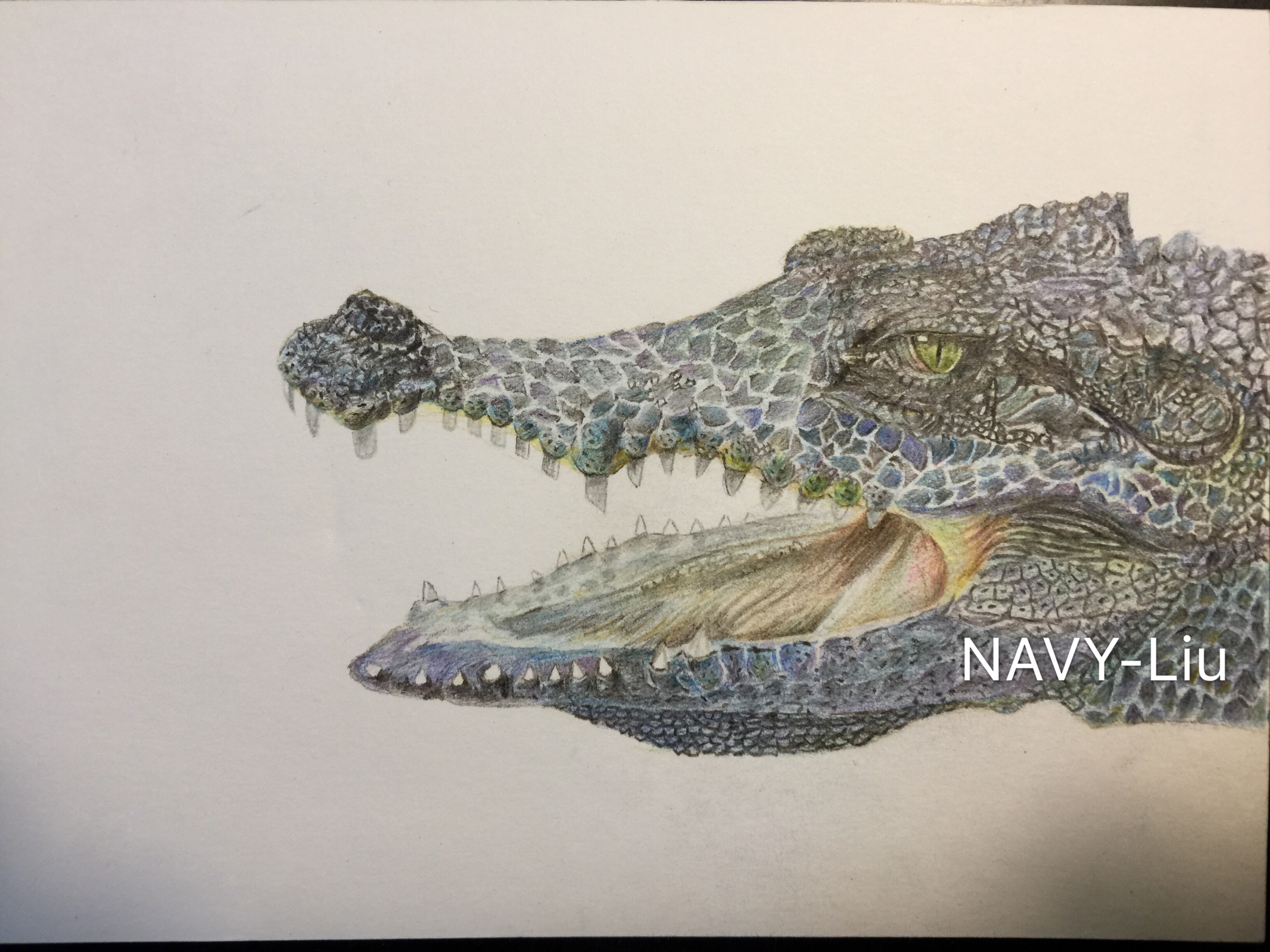 手绘彩铅鳄鱼