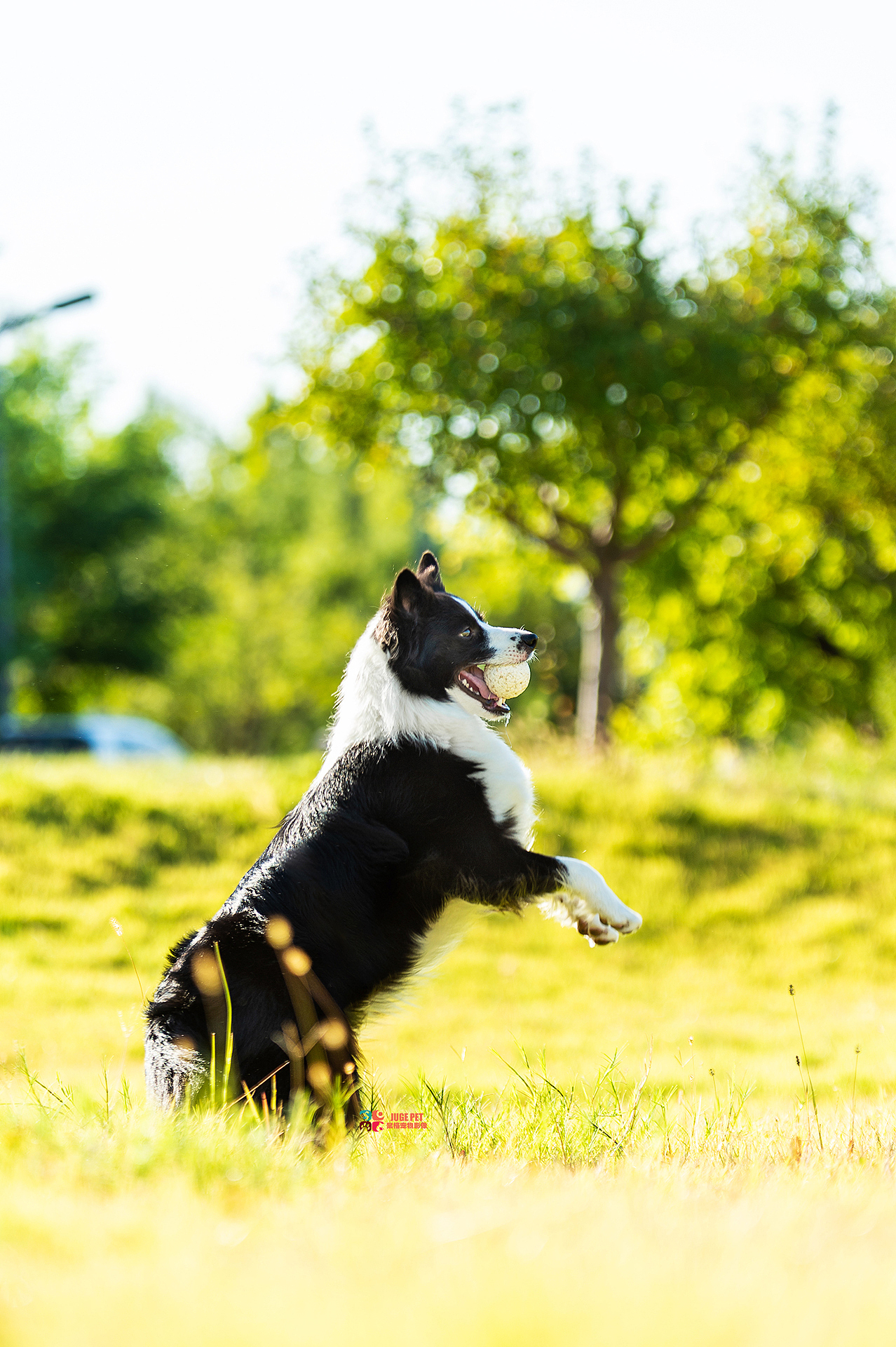 宠物摄影|和妈妈一起拍照好开心哟