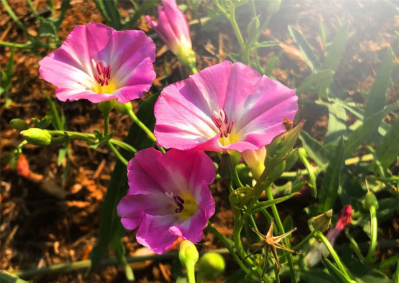 刘勇良纪实摄影作品:野花