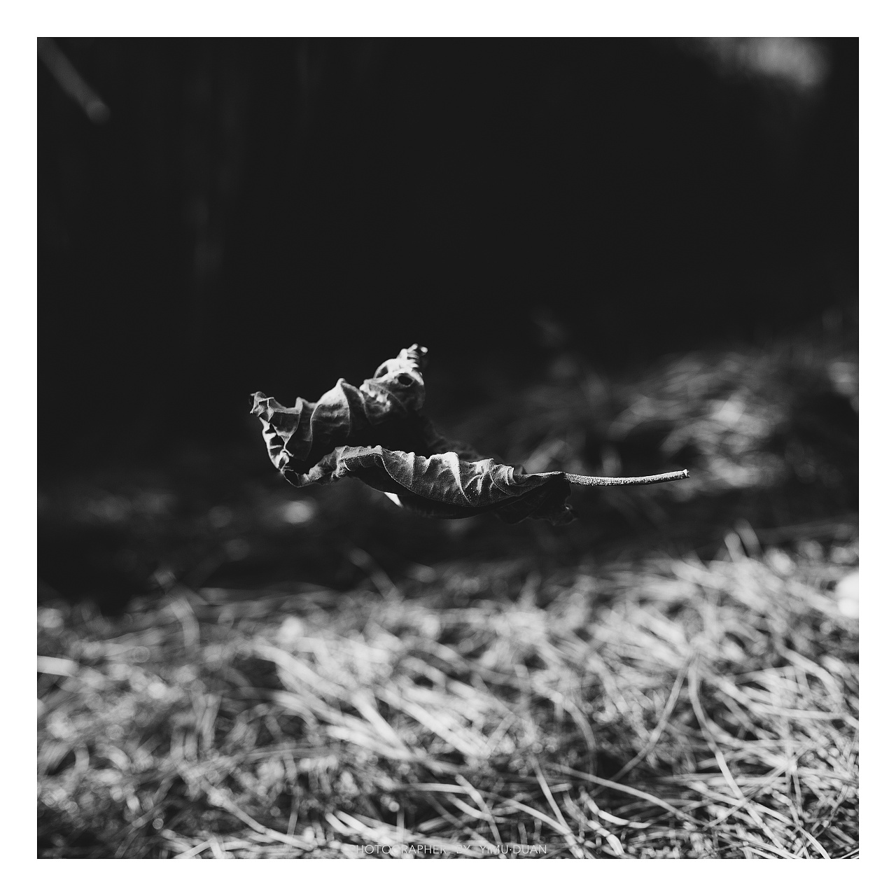 一花一世界~一树一枯荣