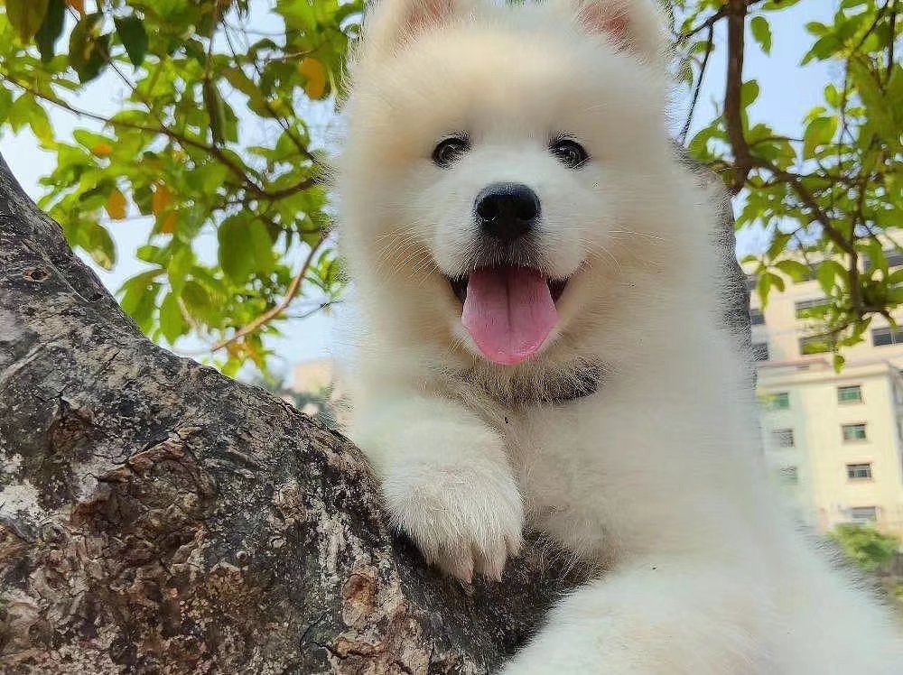 宠物拍摄（图ZMjkxMjkxMzY4） - 宠物摄影 - 站酷设计师suoxiakuon原创素材 - 站酷ZCOOL