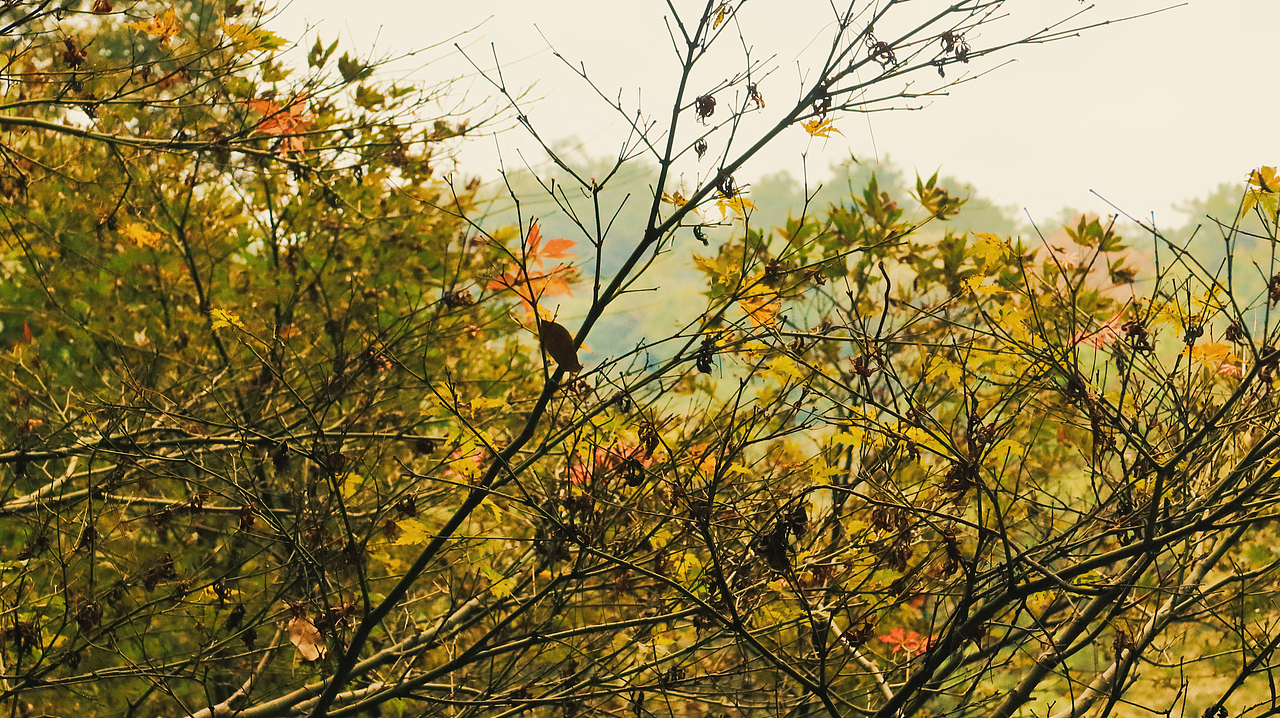 想把秋天画在画本里