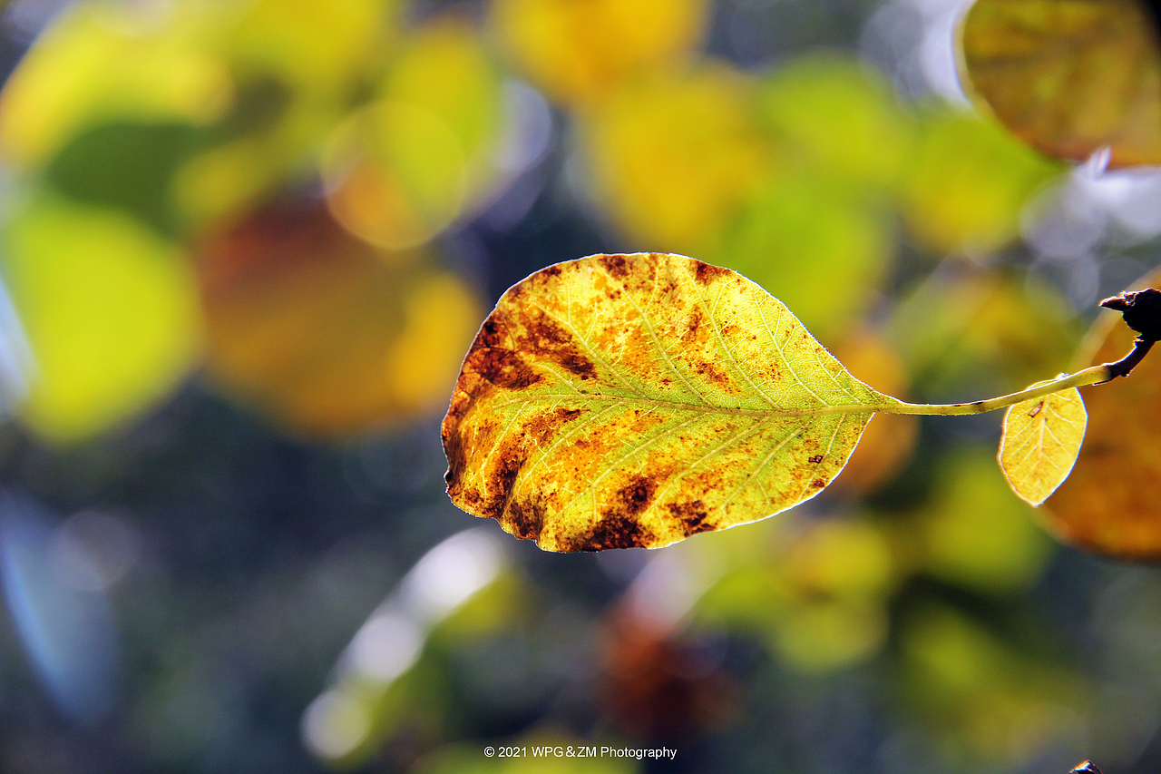 《 一叶知秋 》