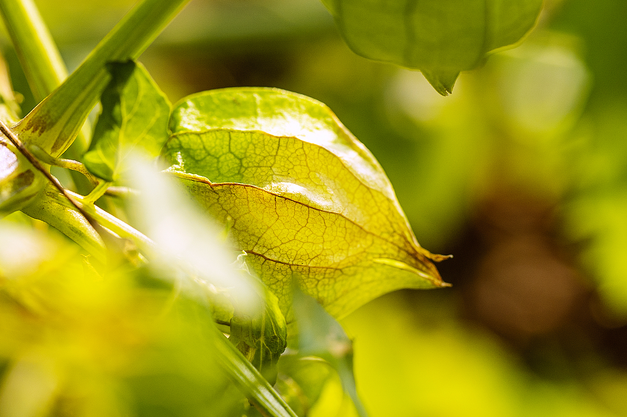 绿意盎然灯笼果（图ZMTg4ODk2OTI0） - 风光摄影 - 站酷设计师大侠彭娜娜原创素材 - 站酷ZCOOL