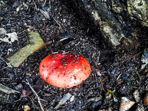 河汉影斜初过雨，井桐凉堕已迎秋（R9拍摄+PS微调）