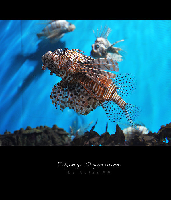 魚的世界很自由^Beijing Aquarium（圖ZMjMzNTY2MA==） - 風(fēng)光攝影 - 站酷設(shè)計師Kylan原創(chuàng)素材 - 站酷ZCOOL