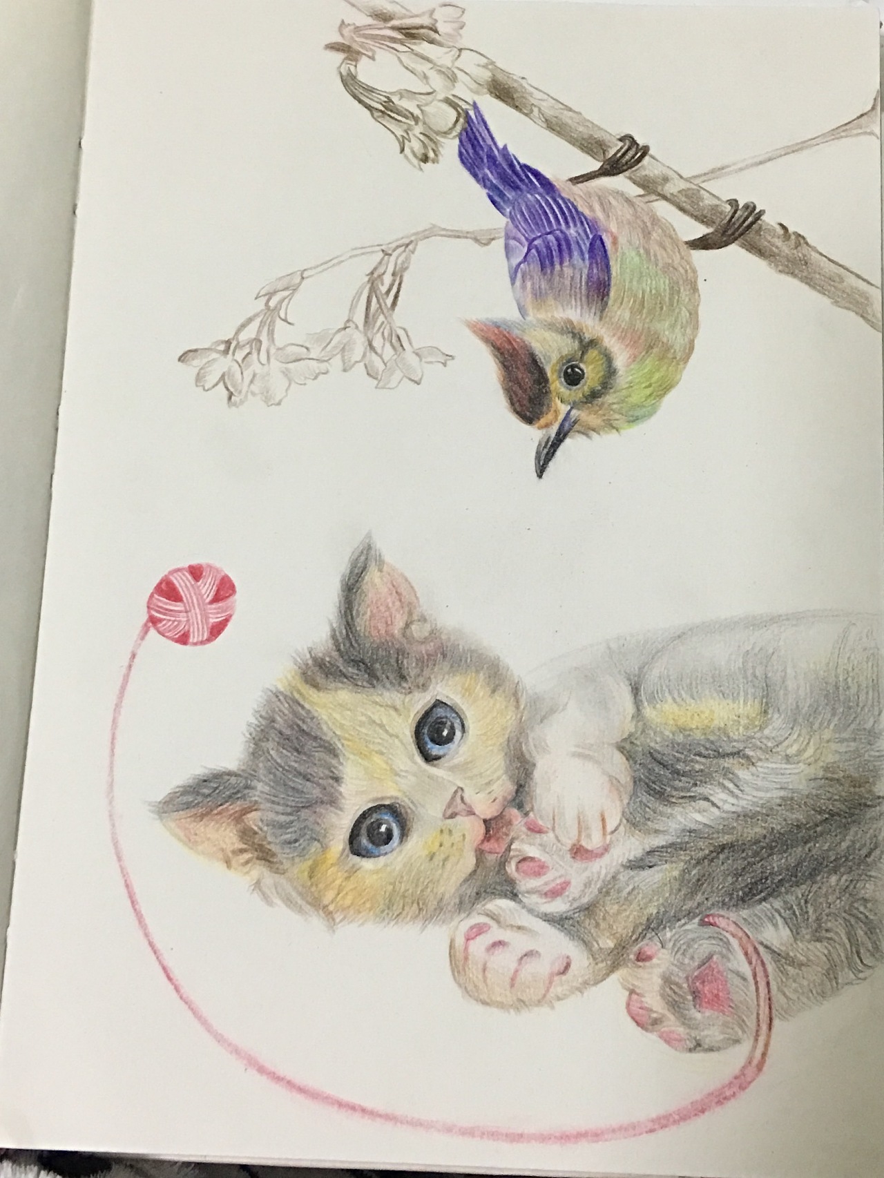 猫和鸟|插画|艺术插画|陌北麓南 - 原创作品 - 站酷 (zcool)