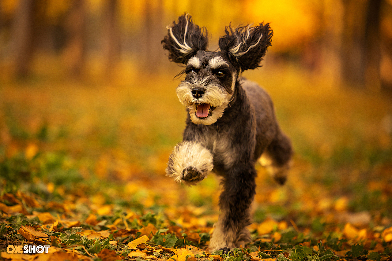 北京的秋天太美了