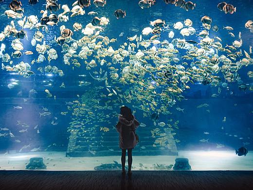 超大鱼缸