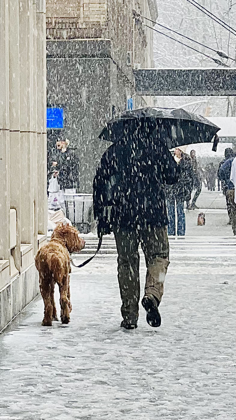 大梦|纽约下了一场雪