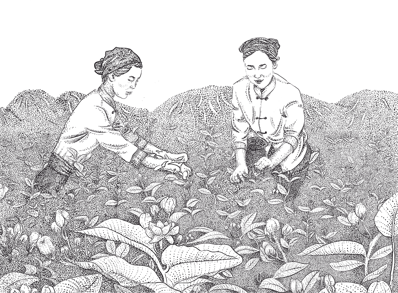 茶叶包装插画黑白插画