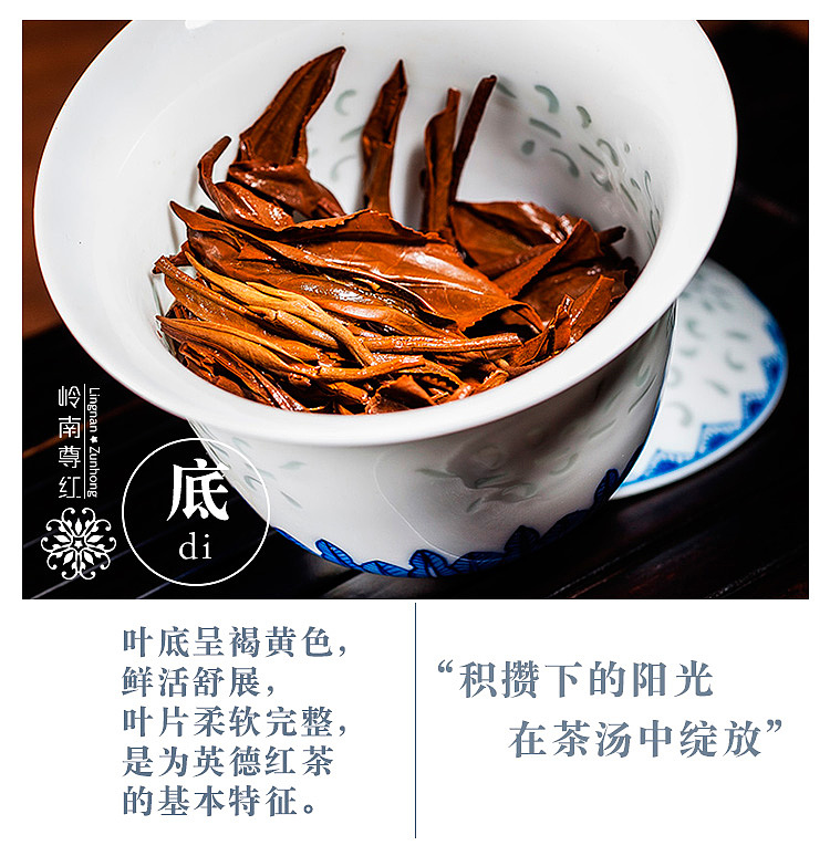 岭南尊红--英德红茶英红九号茶叶茶底特写