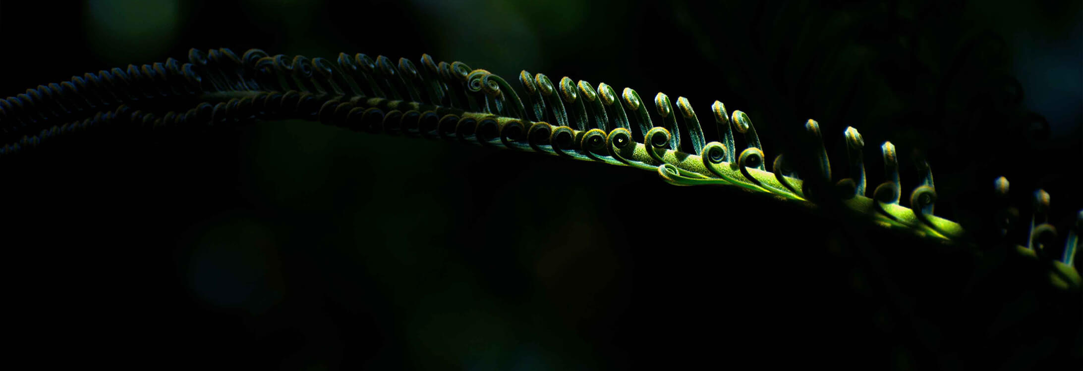 ANPY的個(gè)人主頁（背景預(yù)覽） - 主頁背景設(shè)置 - 站酷設(shè)計(jì)師ANPY原創(chuàng)素材 - 站酷ZCOOL