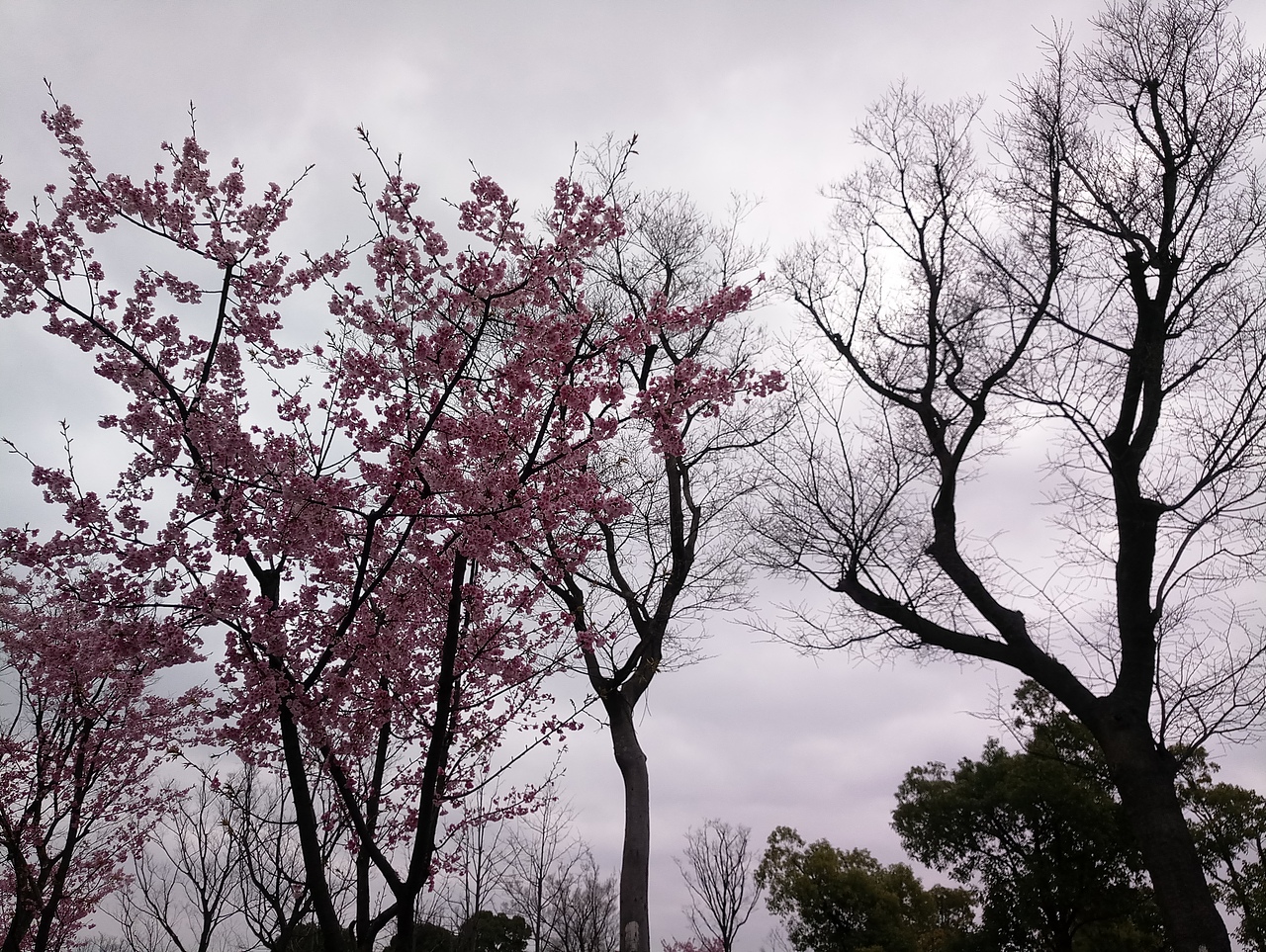 春之密影（图ZMTA4MjU4MzY4） - 产品摄影 - 站酷设计师珍丫头原创素材 - 站酷ZCOOL