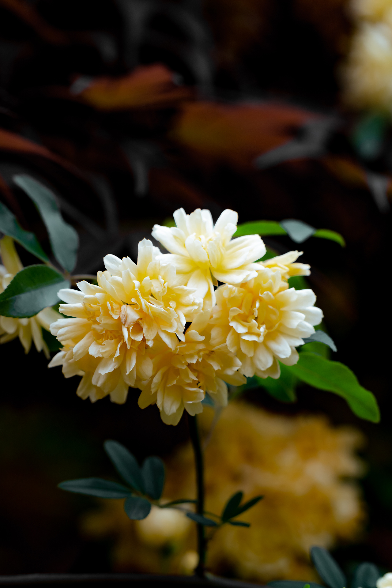 南京古林公园木香花