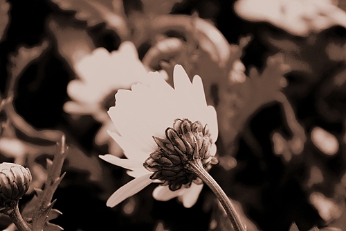 青岛世园会千桃园风景