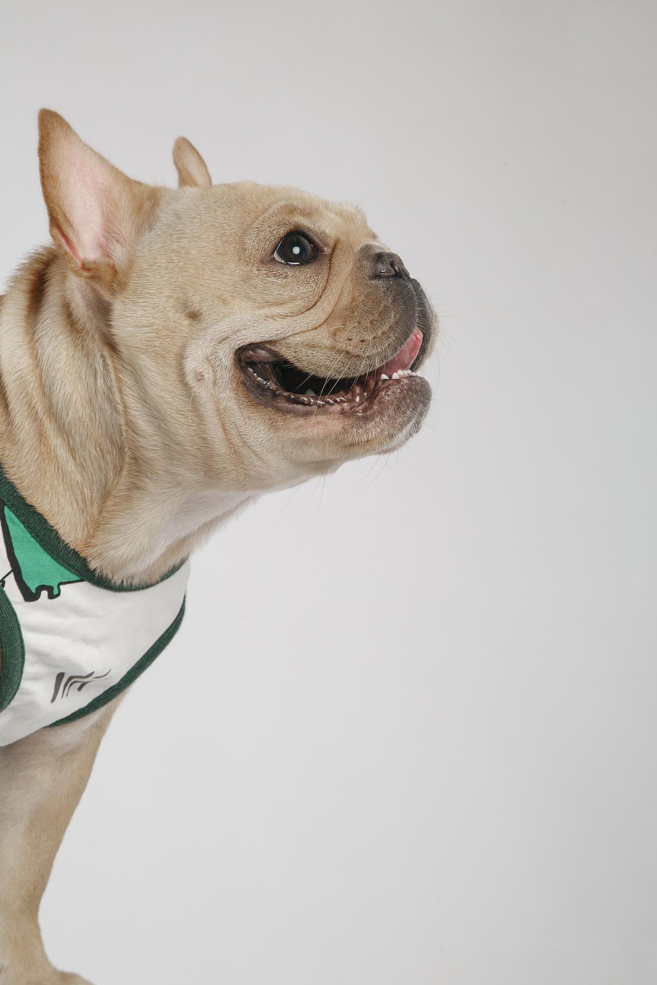 【動物照相館】法斗