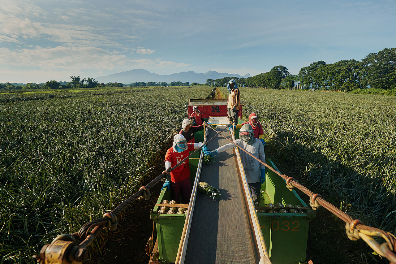 采摘菠萝的工人