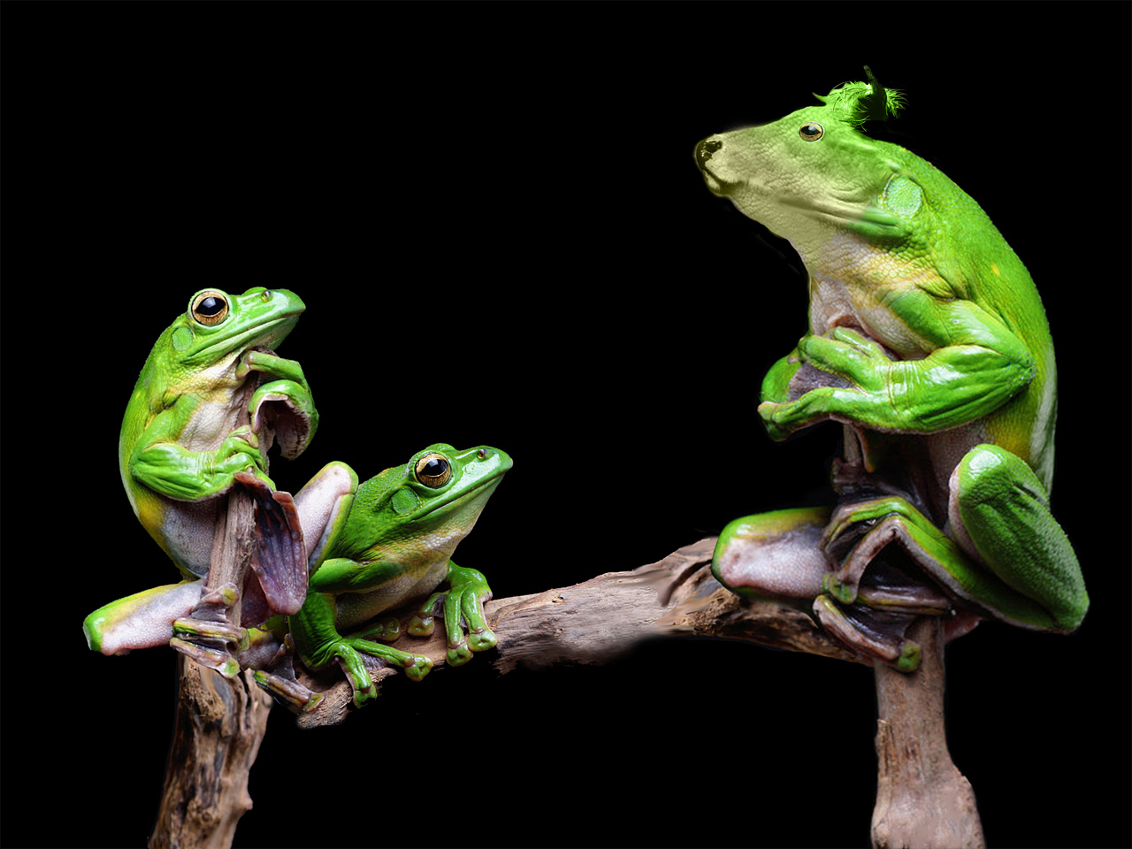 牛蛙与青蛙的图片对比图片