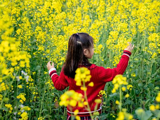 开往春天的油菜花