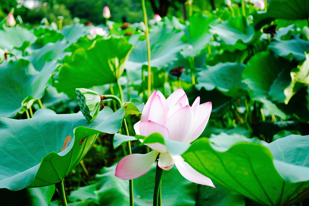 擎雨盖惠州西湖丰渚园荷花池