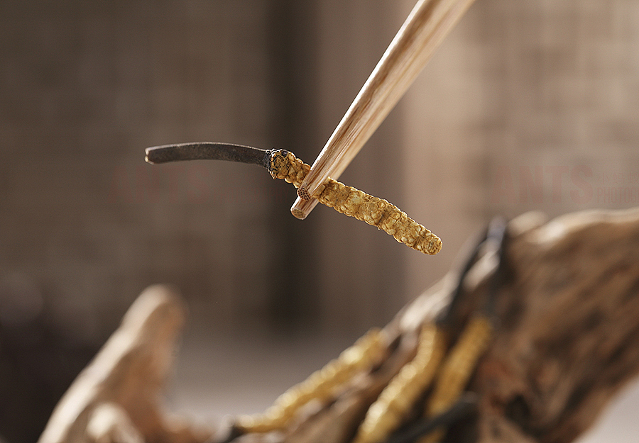 天猫淘宝冬虫夏草枸杞食品拍摄及包装展示（图ZODAzMjg1MjA=） - 产品摄影 - 站酷设计师小蚂蚁电商视觉原创素材 - 站酷ZCOOL