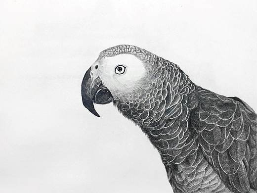 非洲灰鹦鹉