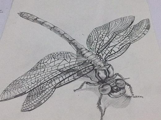 素描－动物（个人主页-ZMjY3ODM0NzI=） - 绘画 - 站酷设计师tina_034原创素材 - 站酷ZCOOL