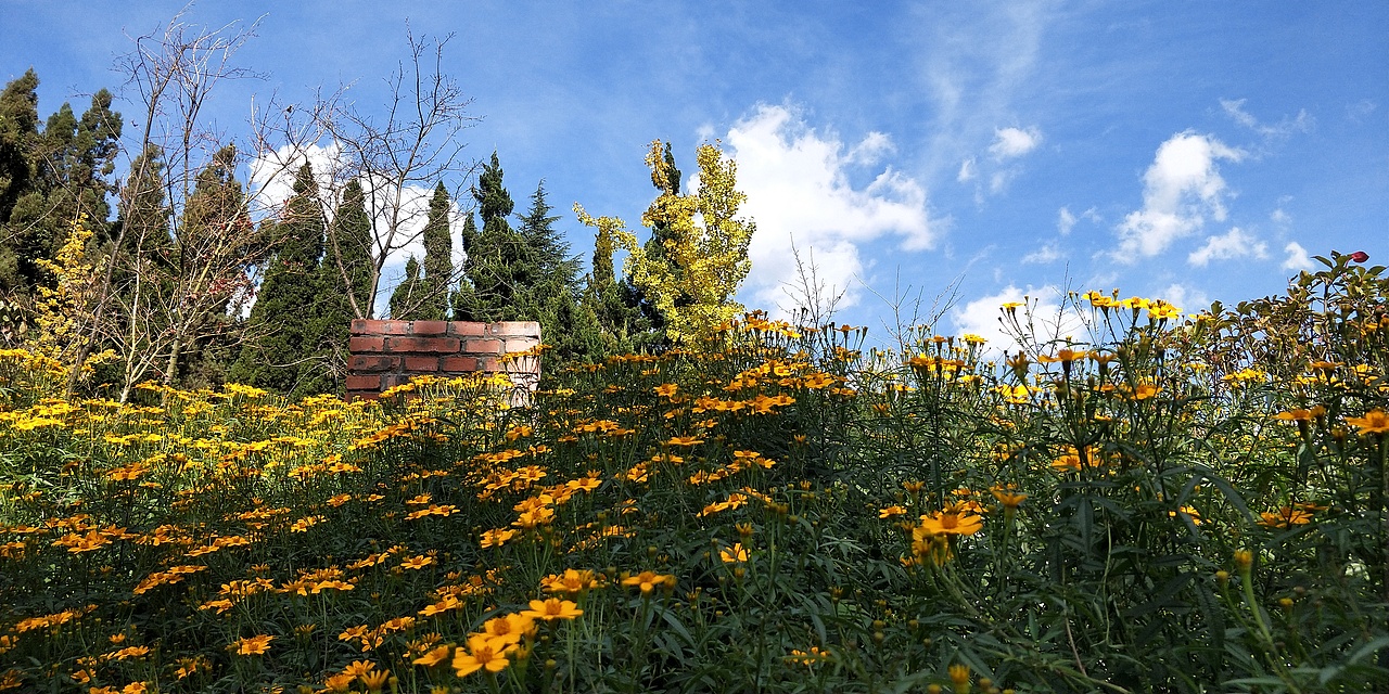 拍摄于郊野公园,当时是十一月份,刚刚入公园就被一家非常别致的小店吸引,他们家房前屋后种满了万寿菊