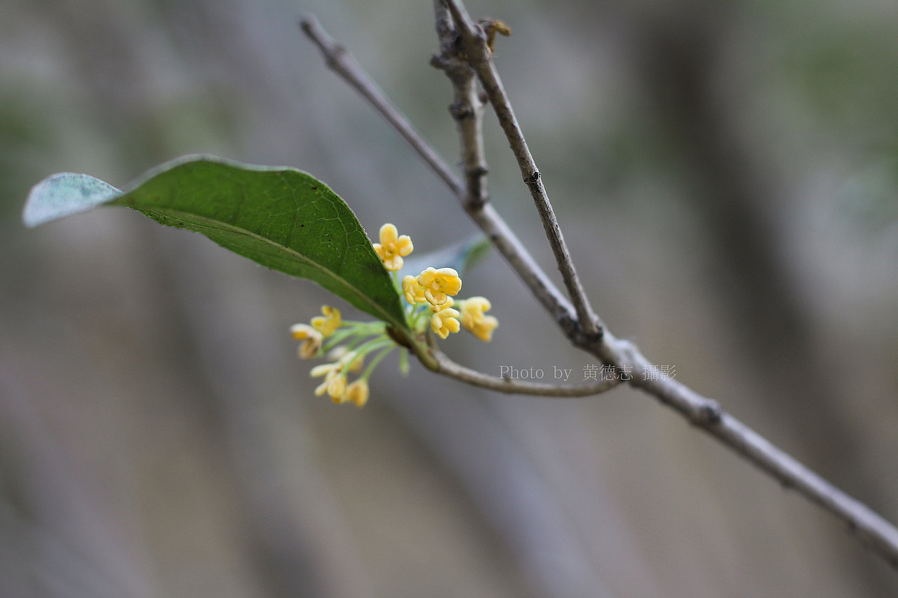 拍摄桂花（图ZMTAxMzM4MTQ4） - 产品摄影 - 站酷设计师黄德志原创素材 - 站酷ZCOOL